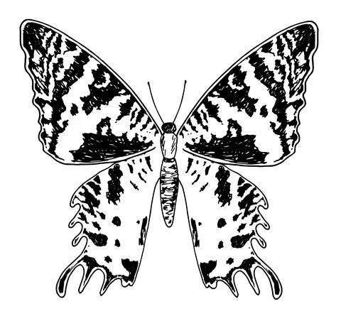 Butterfly pattern. a hand-drawn sketch of a butterfly, top view with dots and Stock Illustration