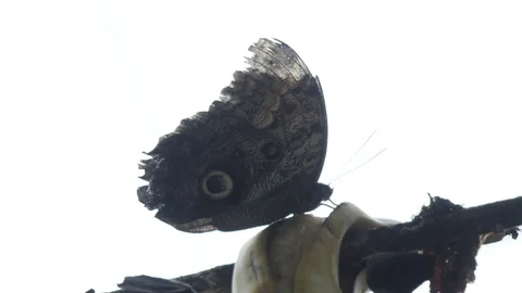 Butterfly with a pattern on its wing. Stock Footage 95537540