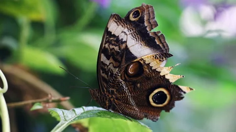 Butterfly with patterns like owl eyes on its wings Stock Footage 167222168