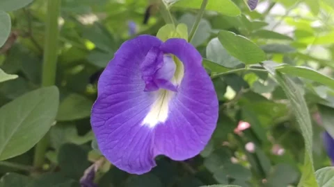 Butterfly Pea Flower Stock Footage 282524530