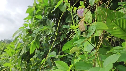 Butterfly pea flower Stock Footage 320097179
