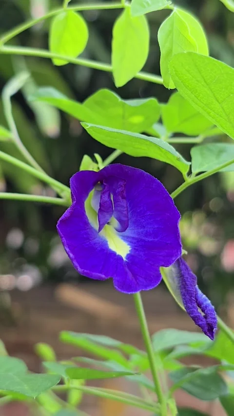 Butterfly Pea flower Stock Footage 341262237