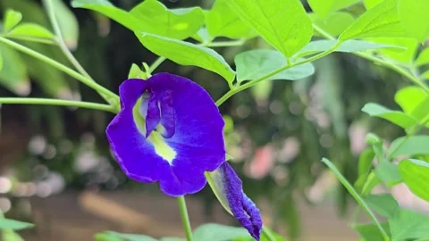 Butterfly Pea flower Stock Footage 341262242