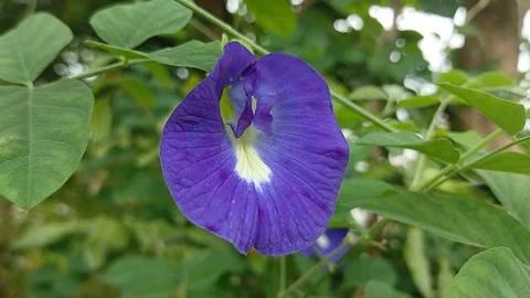 Butterfly Pea Flower in Natural Setting | Clitoria ternatea Stock Footage 270391816