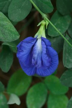 Butterfly pea flower for pattern Stock Photos