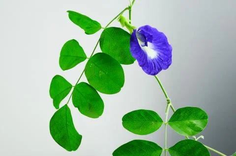 Butterfly pea flower, use for beauty and food coloring Stock Photos