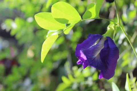 The butterfly pea flowers bloom. butterfly pea background. Stock Photos