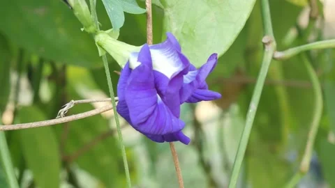Butterfly pea flowers. Stock Footage 149017189