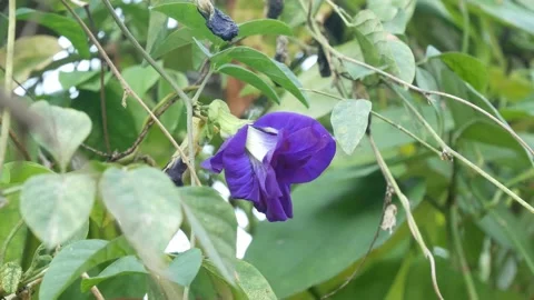 Butterfly pea flowers. Stock Footage 149017278