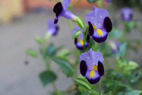 Butterfly pea flowers Stock Photos
