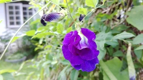 Butterfly pea Video stock 78176532