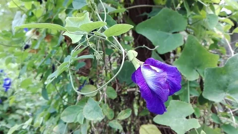 Butterfly pea Video stock 78176536
