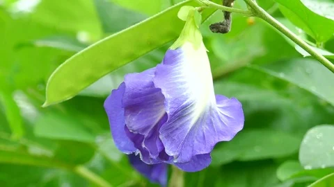 Butterfly pea Stock Footage 78610652