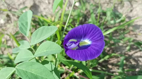 Butterfly pea Video stock 233049350