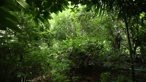 Butterfly Pea Herb Growing in Dense Forest Stock Footage 289752734