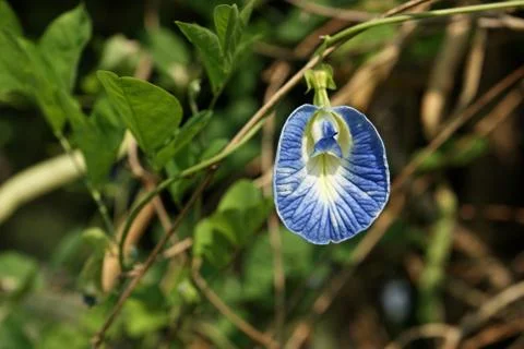 Butterfly pea Stock Photos