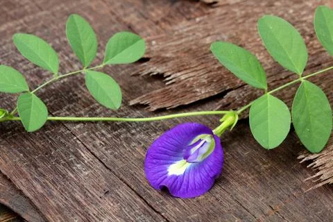Butterfly pea Stock Photos