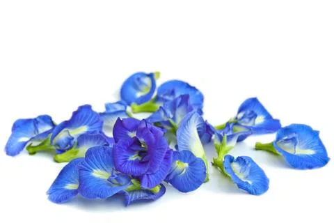 Butterfly pea 写真素材