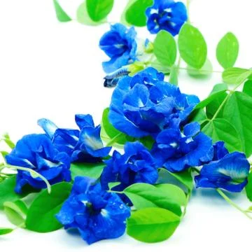 Butterfly pea Stock Photos