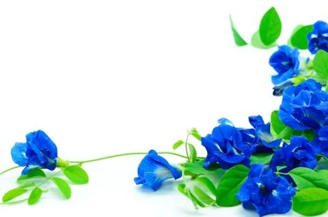 Butterfly pea Stock Photos