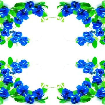 Butterfly pea Stock Photos