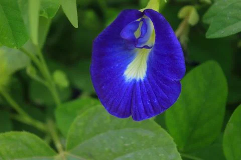 Butterfly pea Stockfoto's