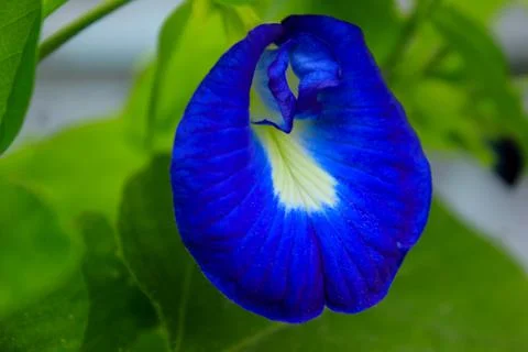 Butterfly pea Stockfoto's