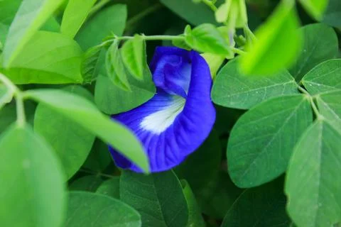 Butterfly pea Stockfoto's