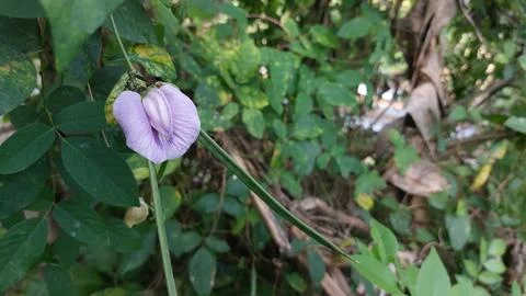 Butterfly pea Stock Photos