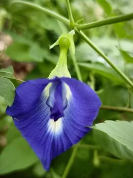 Butterfly pea Stock Photos