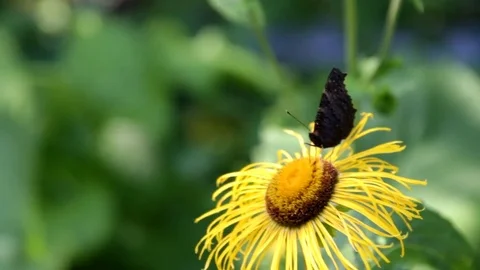 Butterfly Peacock Eye on yellow flower,  Stock Footage