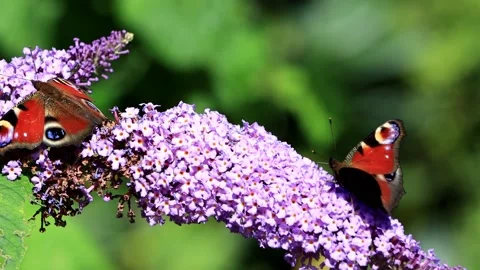 Butterfly Peacock feeding nectar on lilac flower Stock Footage 180460485