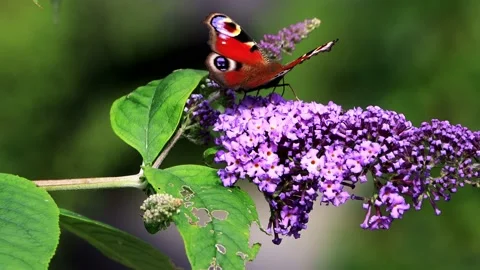 Butterfly Peacock feeding nectar on lilac flower Stock Footage 180461107