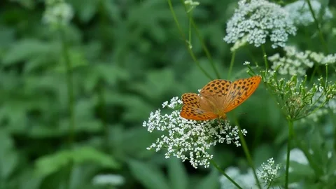 Butterfly pearl 動画素材 116662025