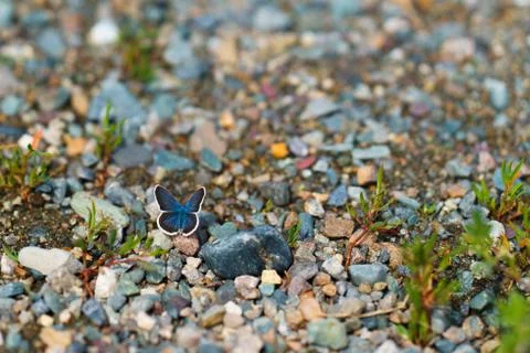 Butterfly on pebbles Stock Photos