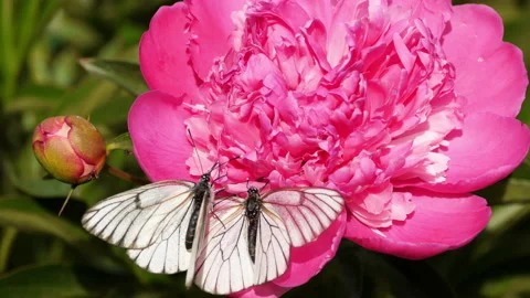 Butterfly on a peony flower Stock Footage 200831653