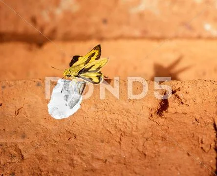 Butterfly perch on red brick. Stock Photos