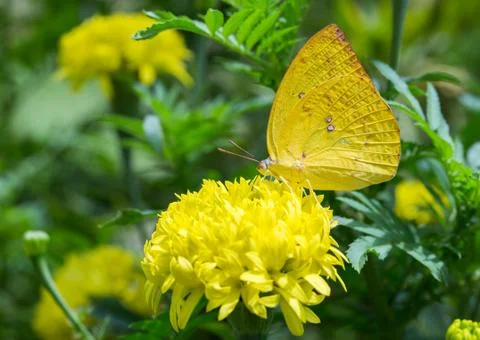 Butterfly perched on a flower Foto stock
