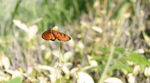 Butterfly perched on a flower Stock Photos