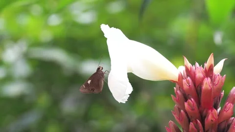 Butterfly perched on a  flowers Stock Footage 228174086