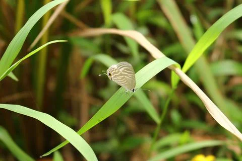Butterfly Perched On Grass Foto stock