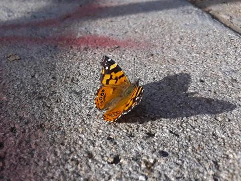 Butterfly perched on the ground Stock Photos