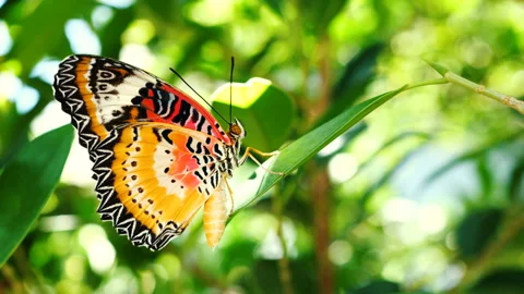 Butterfly perched on leaf Stock Footage 230070903