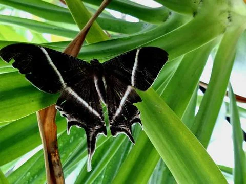 Butterfly perched on a leaf Stock Photos