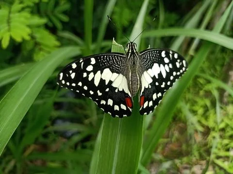 Butterfly perched on a leaf Stock Photos