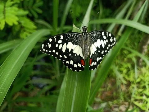 Butterfly perched on a leaf Stock Photos