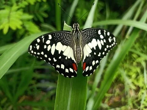 Butterfly perched on a leaf Stock Photos