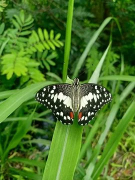 Butterfly perched on a leaf Stock Photos