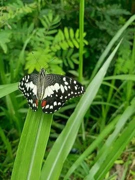Butterfly perched on a leaf Stock Photos