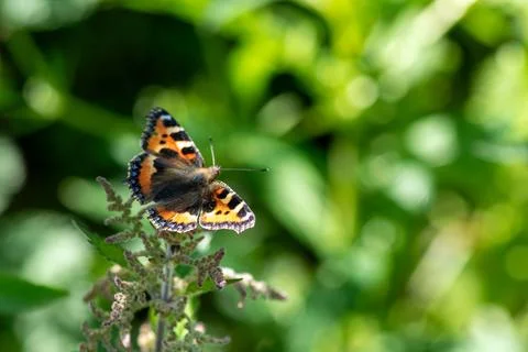 A butterfly is perched on a leaf Foto stock